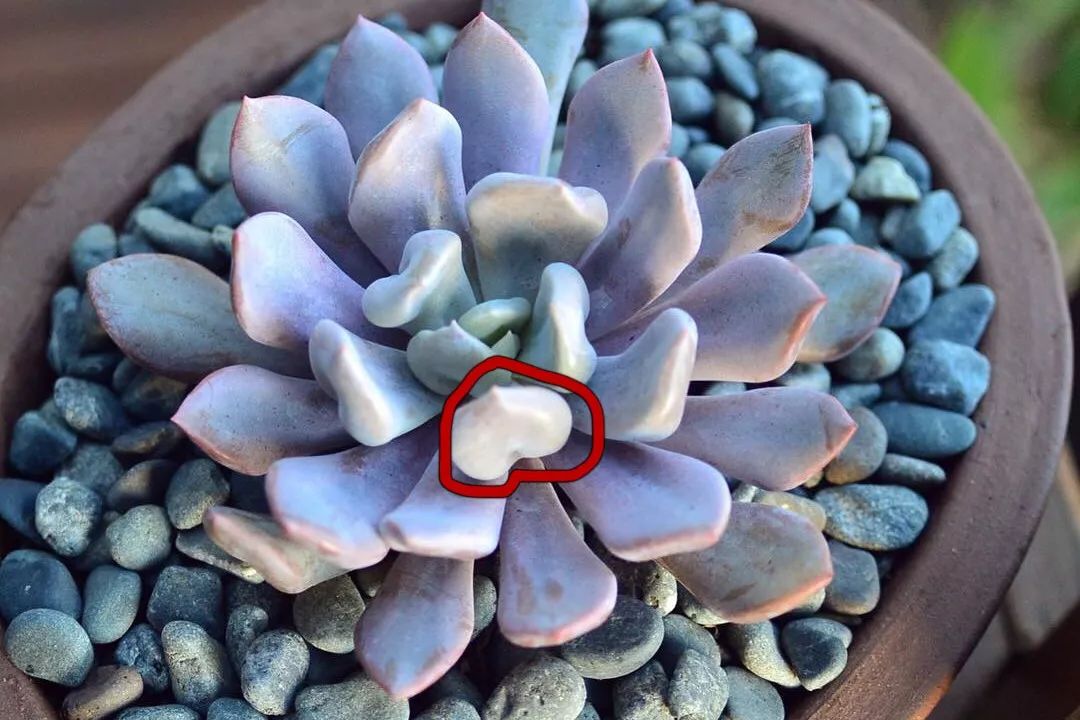 爱神丘比特多肉,多肉爱神丘比特