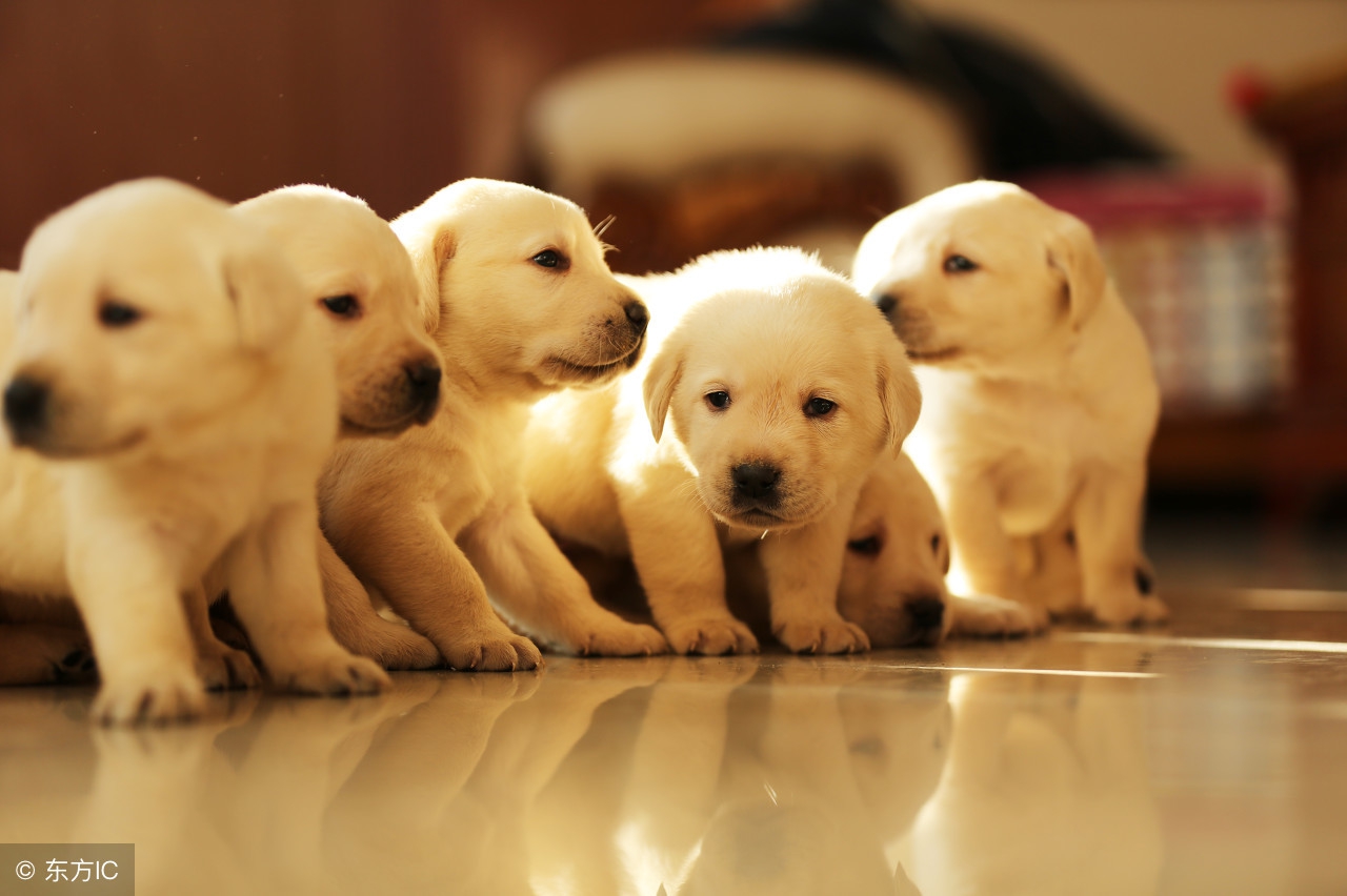 狗狗染色差点导致失明，隐藏在宠物染色剂下的伤害