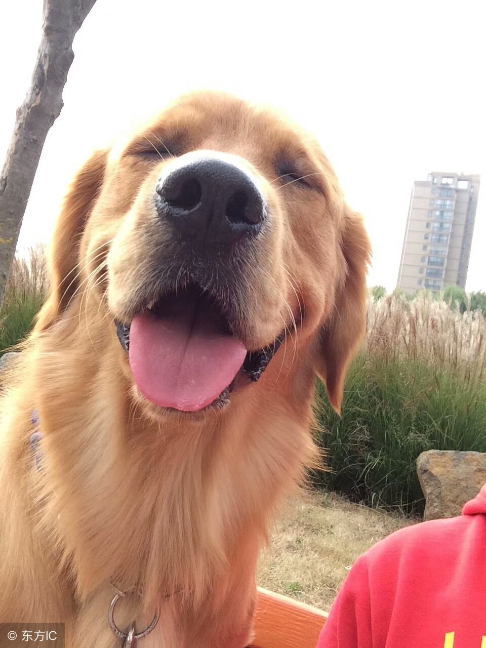 狗狗染色差点导致失明，隐藏在宠物染色剂下的伤害