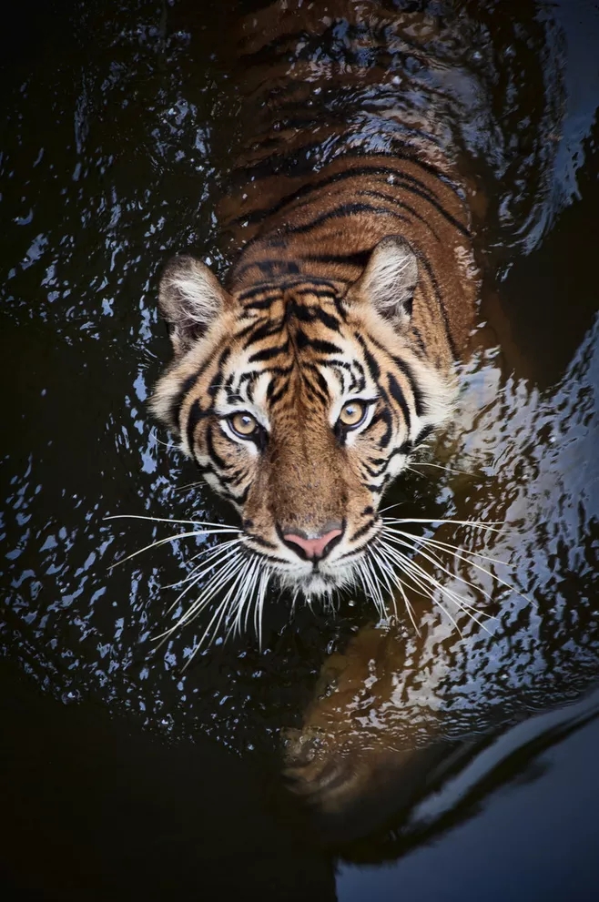 壁纸老虎狮子超霸气超清壁纸,大象老虎狮子谁才是百兽之王