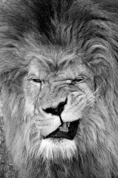 壁纸老虎狮子超霸气超清壁纸,大象老虎狮子谁才是百兽之王