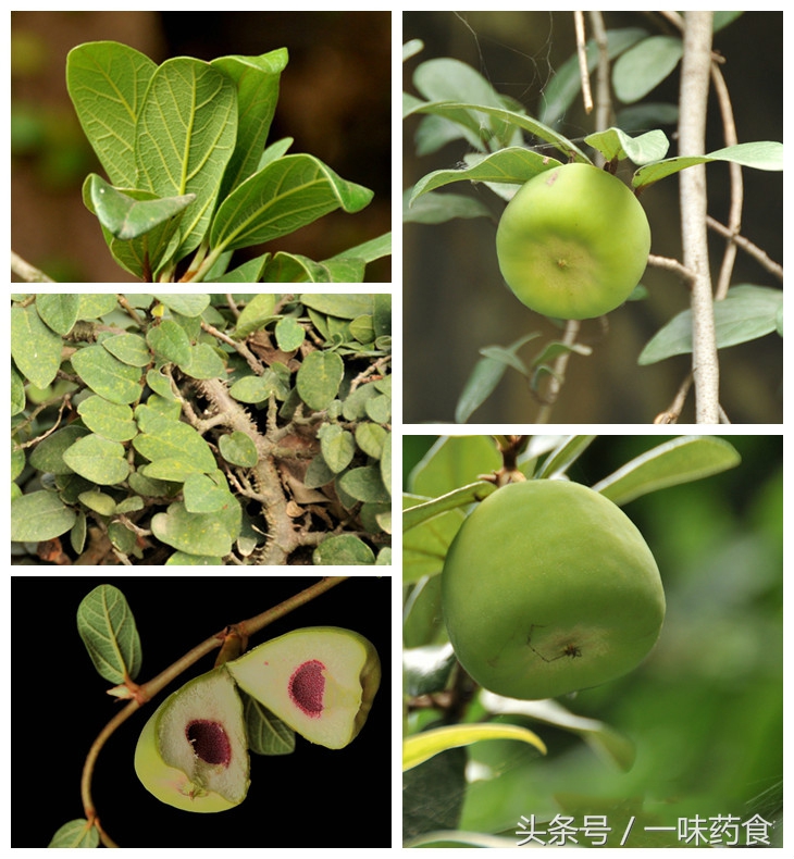 旅行青蛙怎么有更多四叶草,一直养旅行青蛙现在怎么样了