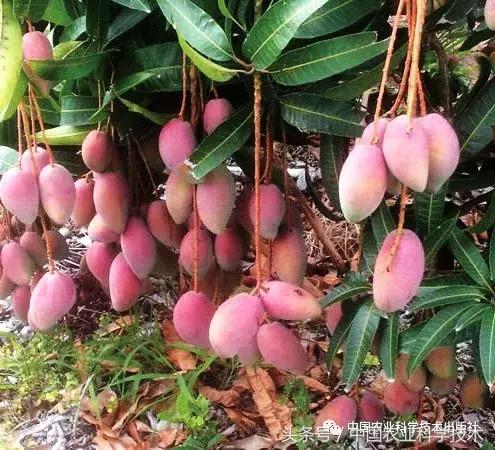 中国农产品地理标志丛书,农产品的地理标志书