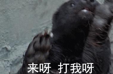 平头哥蜜獾经典事迹,平头哥蜜獾一生在干什么