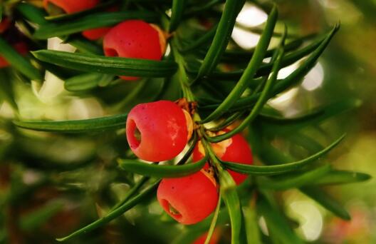 红豆杉盆景行情,红豆杉多少一盆