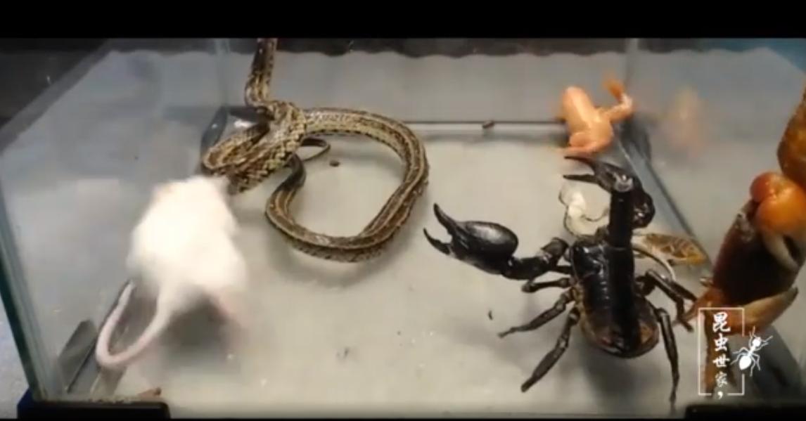 怎么在家直播创业,直播爆单创业