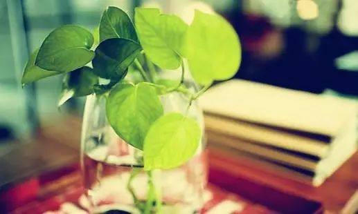 绿萝怎么养才能让绿萝更旺盛,怎样养绿萝才能让绿萝长得更快