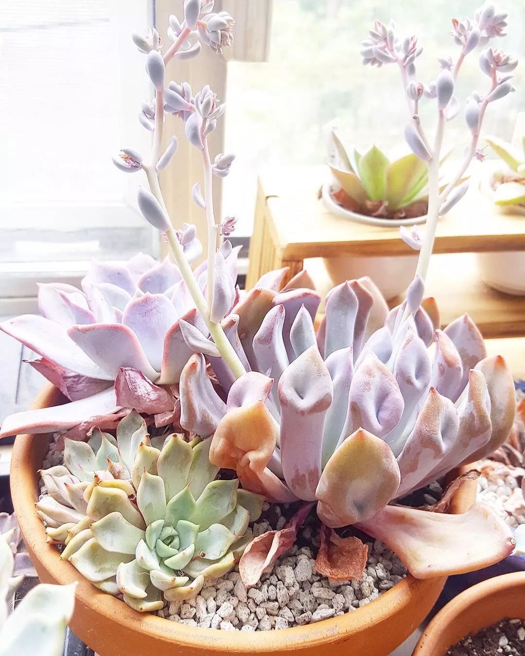 爱神丘比特多肉,多肉爱神丘比特