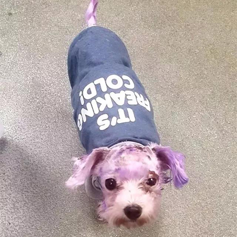 狗狗染色差点导致失明，隐藏在宠物染色剂下的伤害