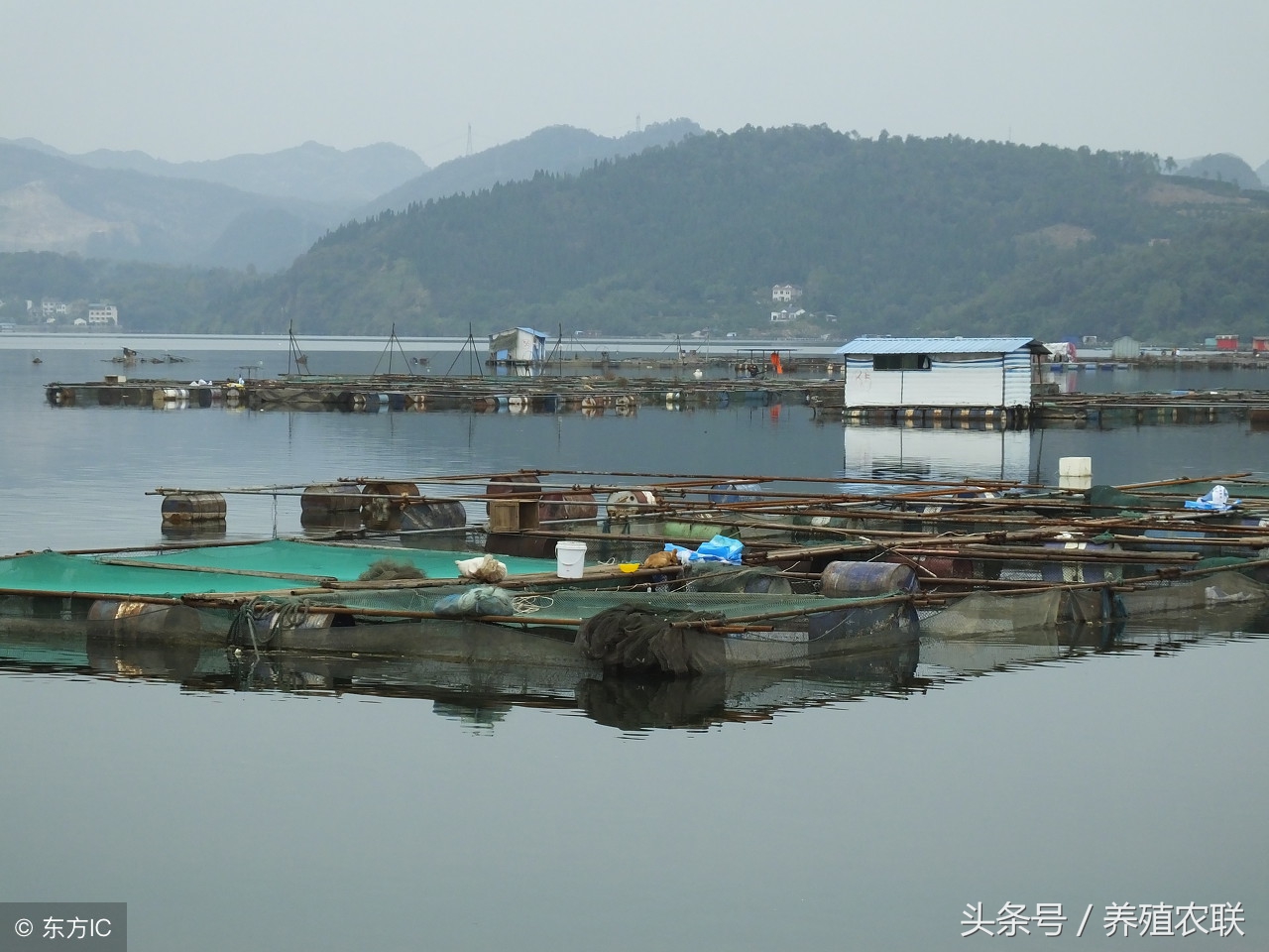 网箱里养殖草鱼到底能赚多少钱,池塘草鱼和网箱草鱼