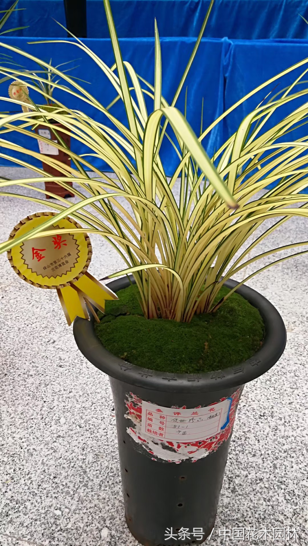 保山兰展获奖兰花图片,保山兰展特金奖兰花图片