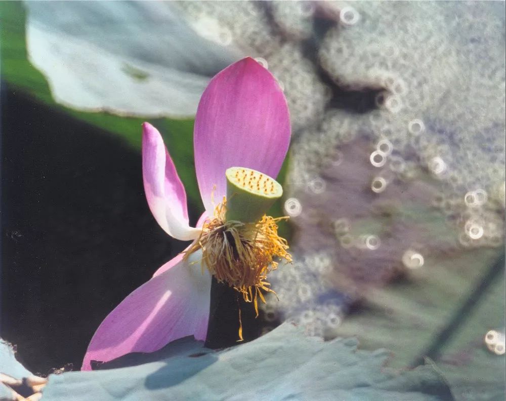 什么是折返镜头图,什么是镜头折返镜