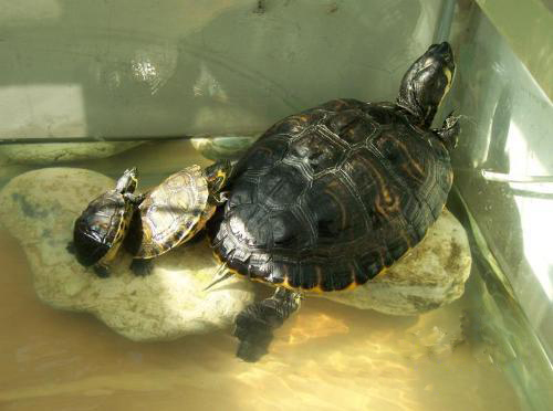 巴西龟草龟哪个容易养,巴西龟好养一点还是草龟好养一点