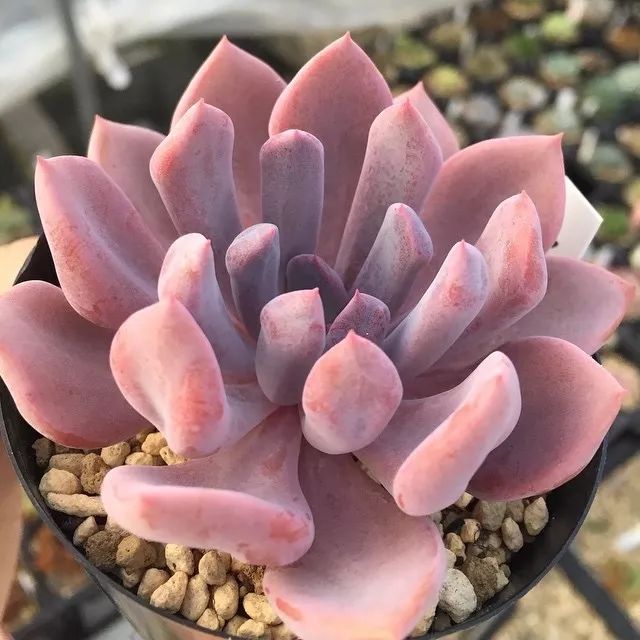 爱神丘比特多肉,多肉爱神丘比特