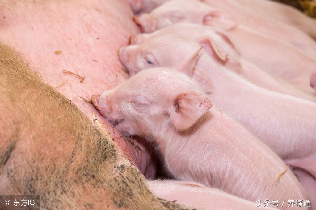 母猪产程过长综合症是指什么？原因有哪些？如何防治？