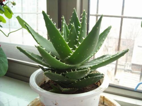 怎样养多肉植物吸甲醛,多肉植物可以吸附甲醛