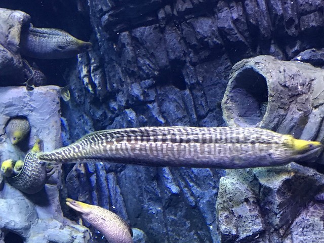 两天一晚珠海长隆旅游攻略,珠海长隆旅行一日游需要准备什么