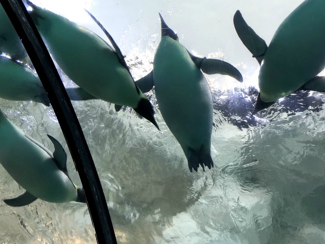 两天一晚珠海长隆旅游攻略,珠海长隆旅行一日游需要准备什么