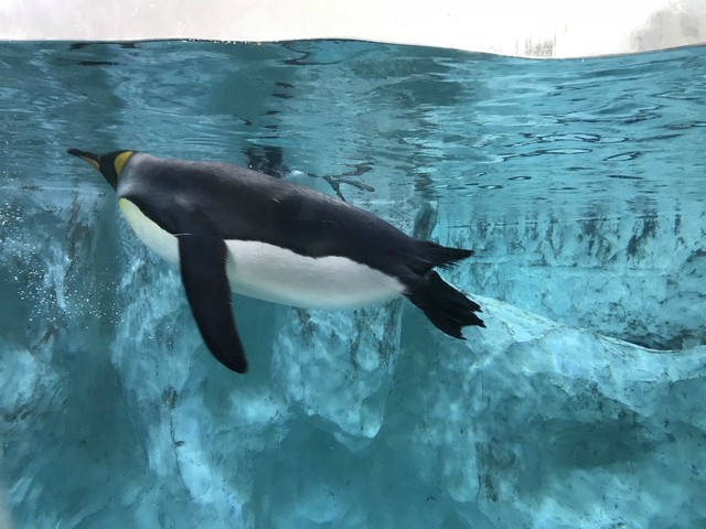 两天一晚珠海长隆旅游攻略,珠海长隆旅行一日游需要准备什么