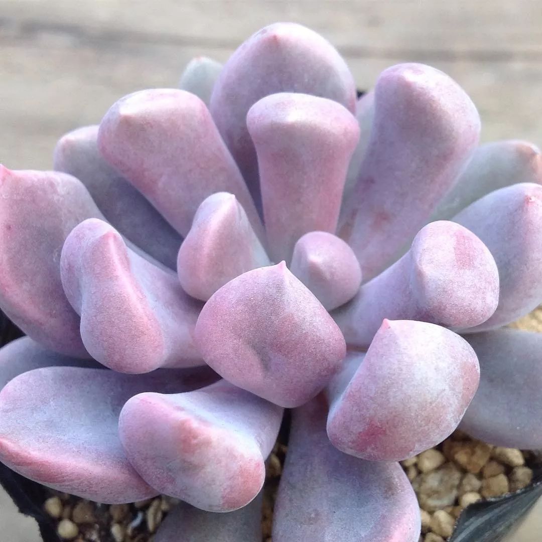 爱神丘比特多肉,多肉爱神丘比特