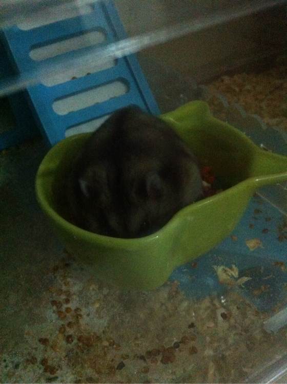 养了一个月的仓鼠，居然把门螺丝舔松了越狱，网友：这货成精了！