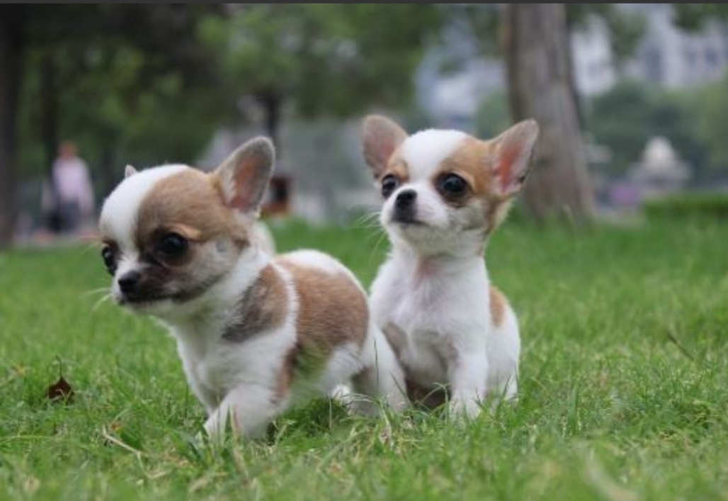 吉娃娃狗好不好养,吉娃娃小狗好养吗