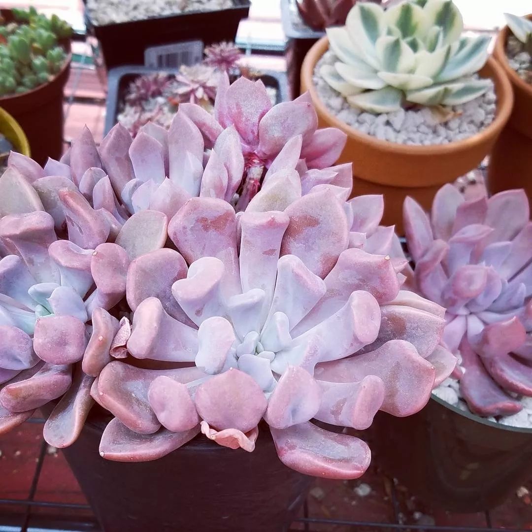 爱神丘比特多肉,多肉爱神丘比特