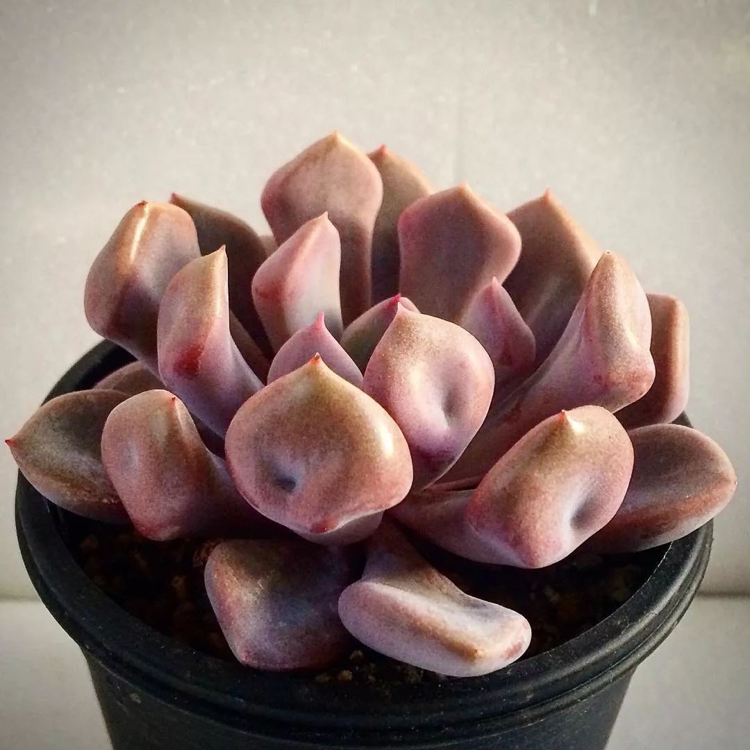 爱神丘比特多肉,多肉爱神丘比特