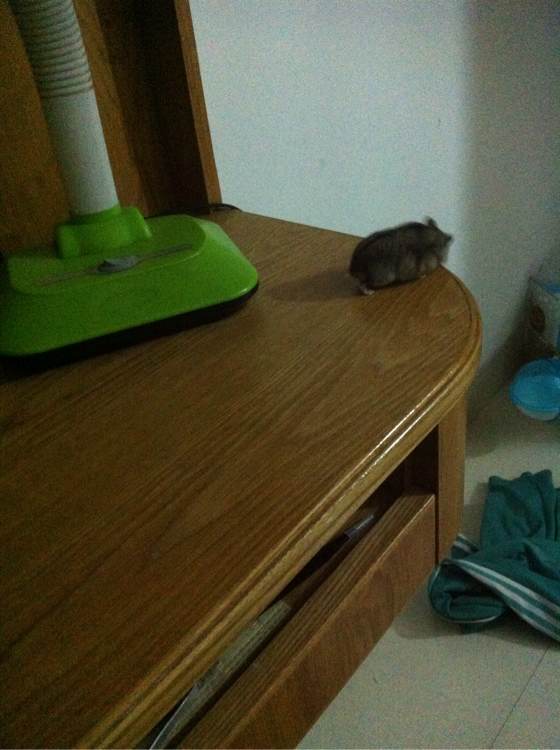 养了一个月的仓鼠，居然把门螺丝舔松了越狱，网友：这货成精了！