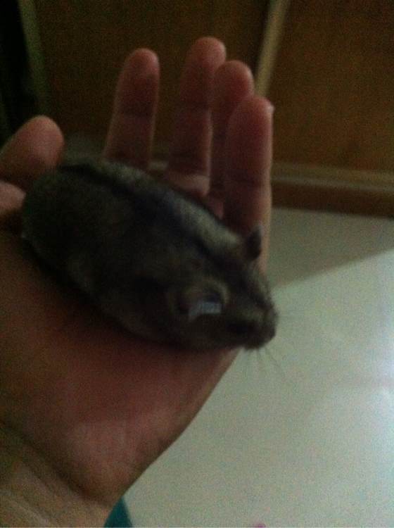 养了一个月的仓鼠，居然把门螺丝舔松了越狱，网友：这货成精了！