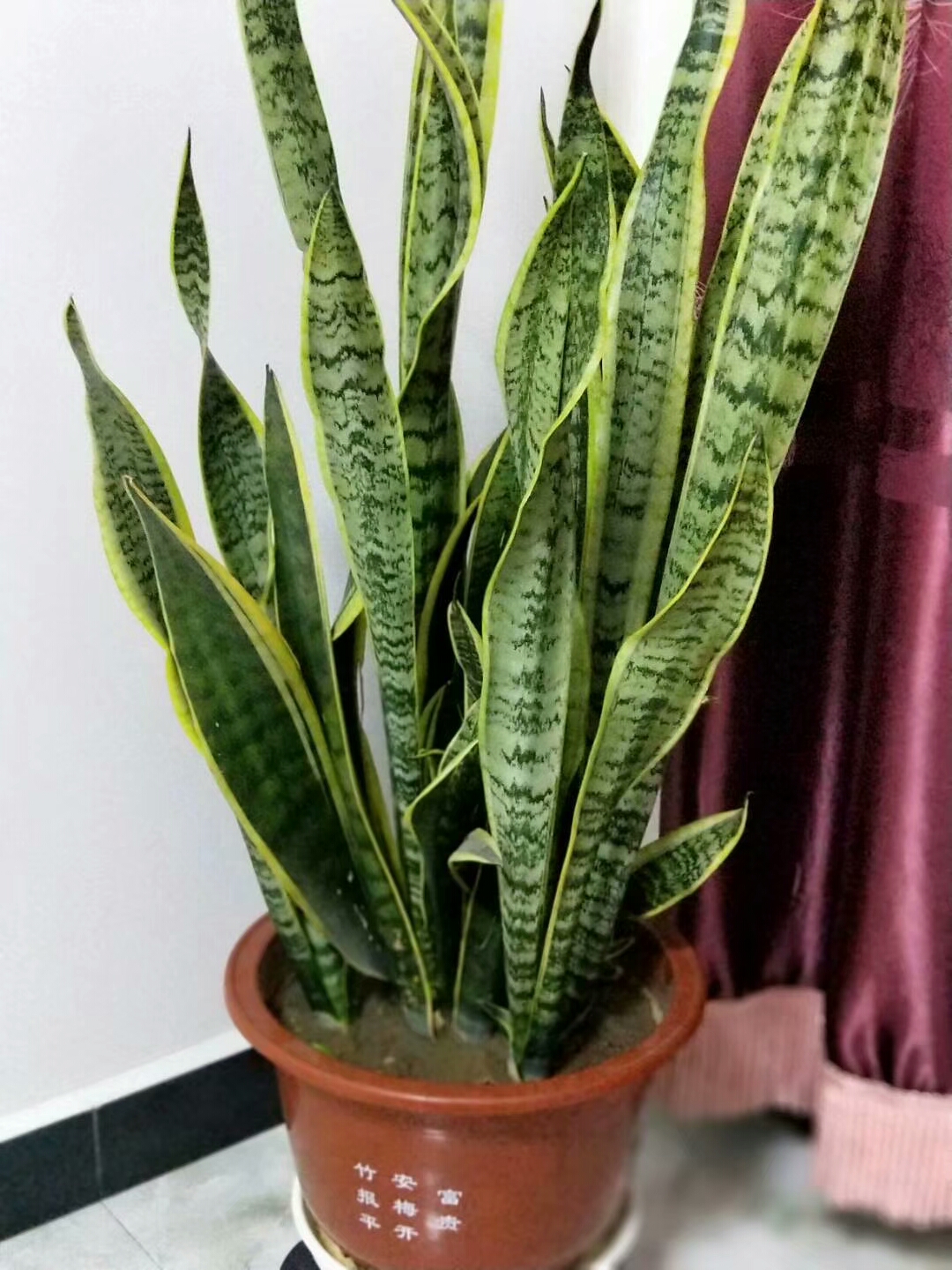 花开叶落逆水寒,花开叶落彼岸免费阅读