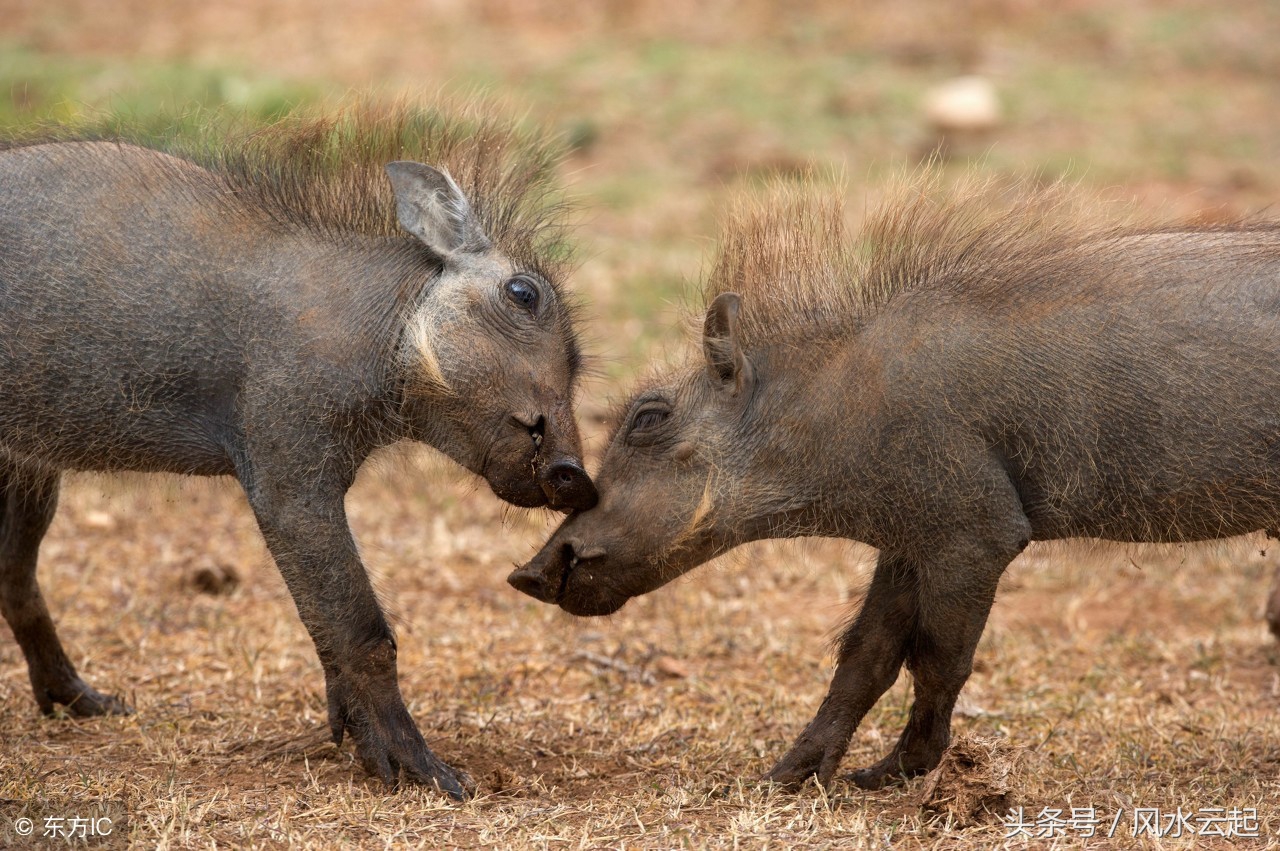 湖南湘西农村适合创业的好项目,农村有什么好的创业项目见效快