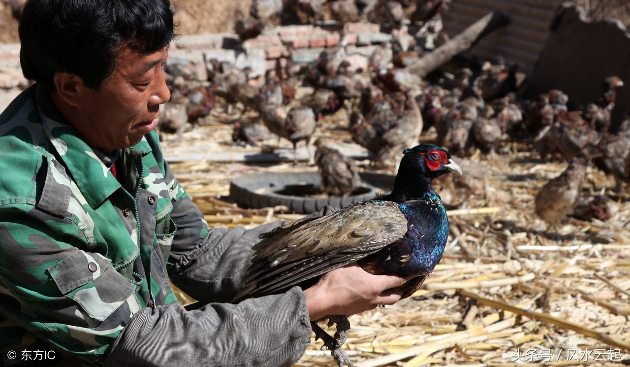 湖南湘西农村适合创业的好项目,农村有什么好的创业项目见效快