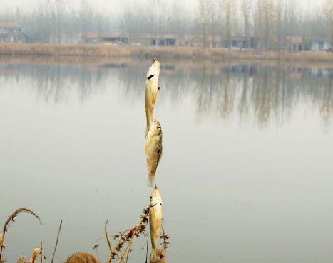 经典串钩钓鱼方法和技巧,夏季串钩钓鱼的技巧和方法