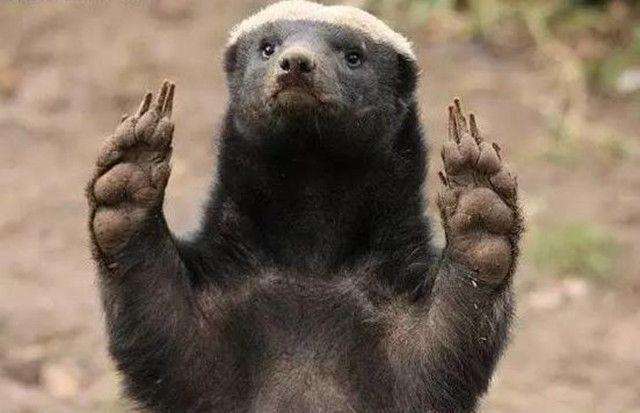 平头哥蜜獾最怕什么,平头哥蜜獾最怕什么动物