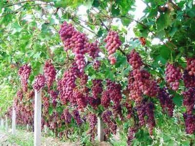 在青岛必做的100件事儿,来青岛必须做的四件事