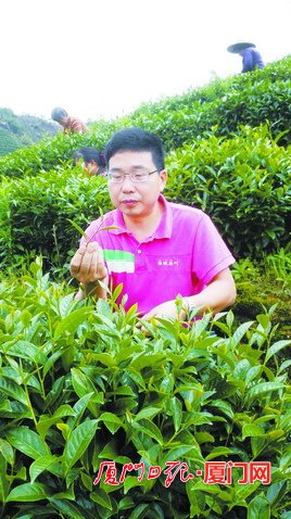 品茶闻香茶文化,品味经典香茗品尝千年中华茶韵