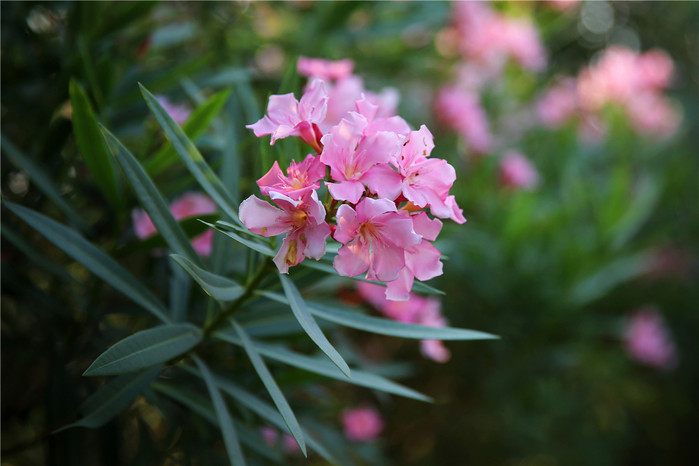 周末越南团进入东兴旅游,节假日去越南旅游怎么样