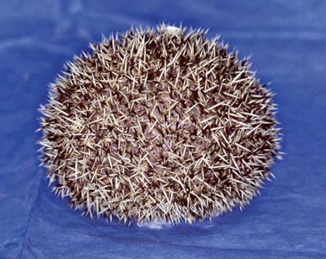 猫咪狗狗有多宠小孩子,狗狗猫咪哪个最好养