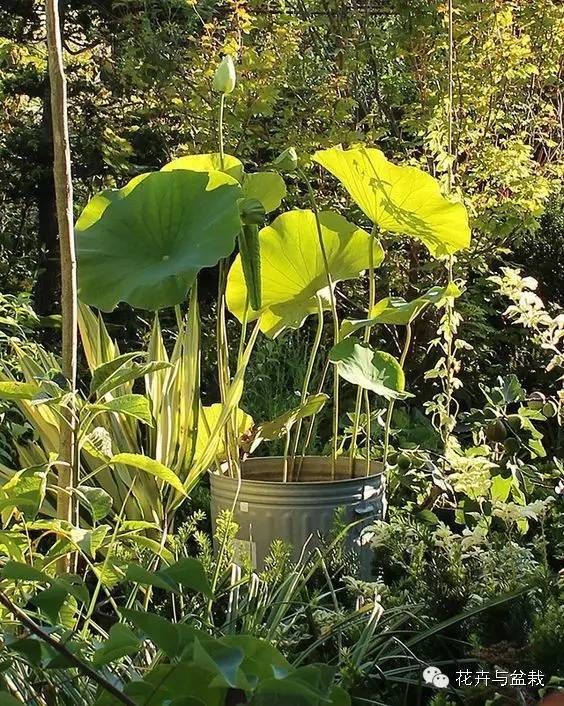 睡莲荷花碗莲水培植物,睡莲荷花的养殖方法和技巧