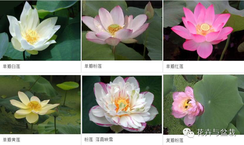 睡莲荷花碗莲水培植物,睡莲荷花的养殖方法和技巧