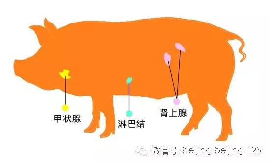 爱吃海鲜的人要注意什么,爱吃海鲜的人怎么避免痛风