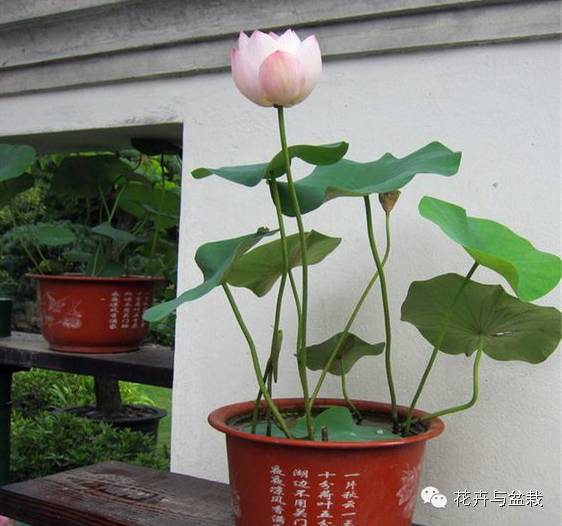 睡莲荷花碗莲水培植物,睡莲荷花的养殖方法和技巧