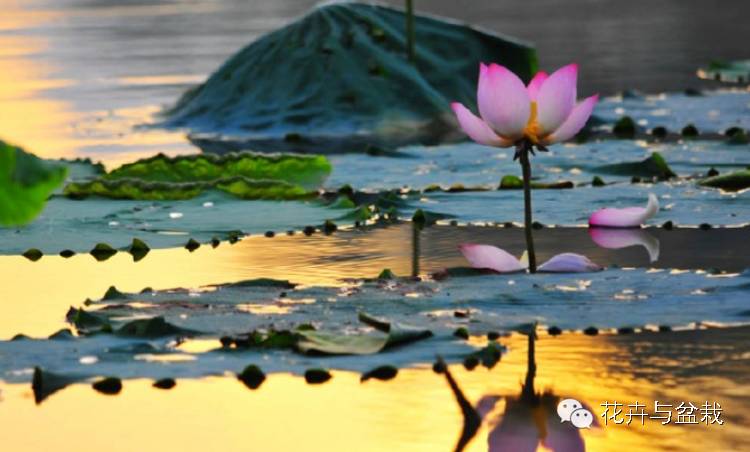 睡莲荷花碗莲水培植物,睡莲荷花的养殖方法和技巧
