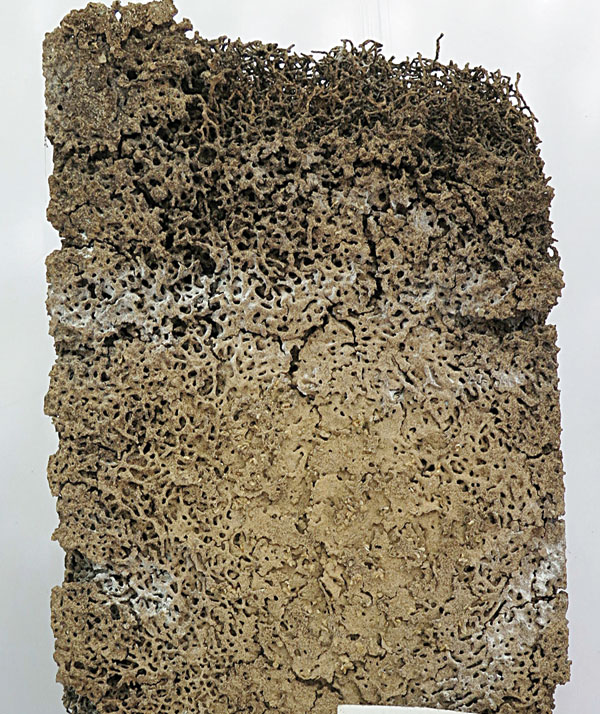 白蚁防治是怎么搞的,快速白蚁防治的有效方法