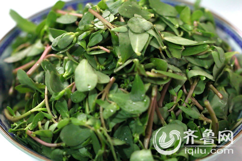 马齿菜的吃法大全家常,马齿菜的吃法大全集