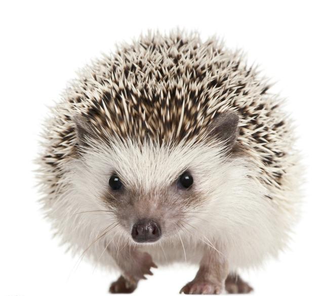 猫咪狗狗有多宠小孩子,狗狗猫咪哪个最好养