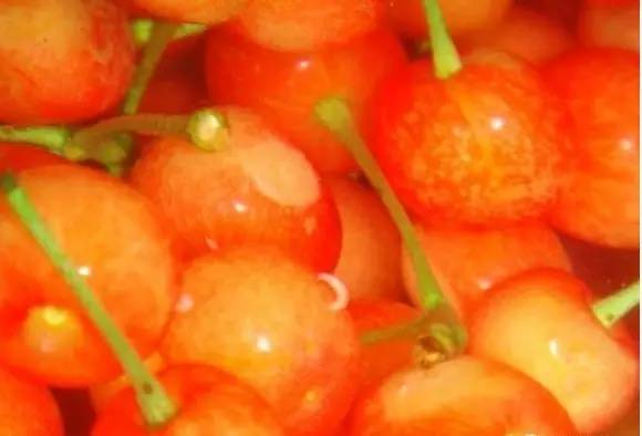 为什么樱桃里会有蛆虫,大樱桃里面吃出蛆虫是真的吗