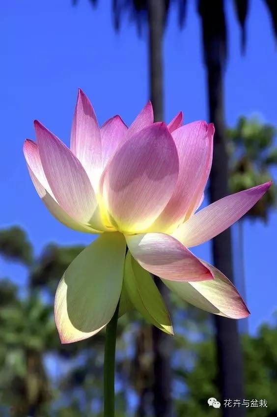 睡莲荷花碗莲水培植物,睡莲荷花的养殖方法和技巧