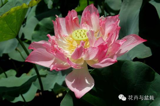 睡莲荷花碗莲水培植物,睡莲荷花的养殖方法和技巧